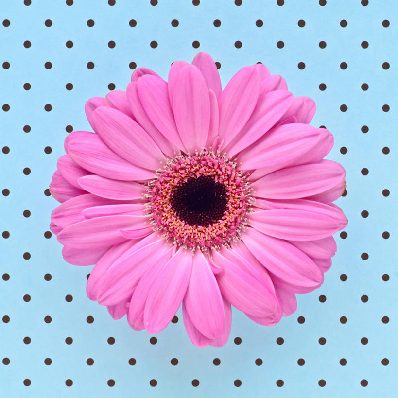 无人,方图,特写,美国,盛开,圆点,褐色,非洲雏菊,花蕾,花,花瓣,花朵,鲜花,一朵,粉色,蓝色,花苞,花蕊,摄影,脆弱,雄蕊,清新,彩图