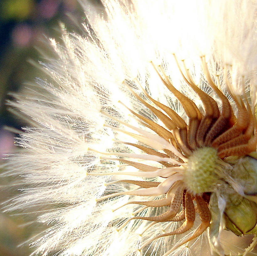 无人,横图,室外,特写,蒲公英,日光,西班牙,盛开,花蕾,花,花瓣,花朵,鲜花,一朵,黄昏,花苞,花蕊,摄影,脆弱,雄蕊,清新,阿利坎特,阿利坎特省,彩图