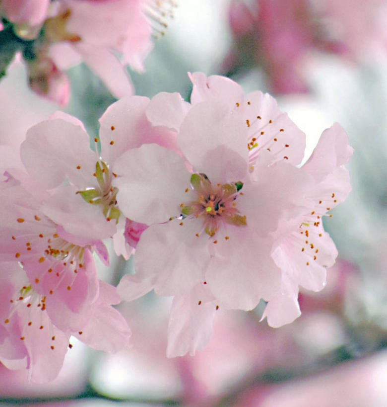 无人,竖图,室外,特写,白天,美景,植物,德国,欧洲,景观,果树,花,花瓣,花朵,树,树木,粉色,绿色,自然,景色,摄影,生长,成长,脆弱,西欧,清新,自然风光,德意志联邦共和国,杏树,巴登.符腾堡,巴登.符腾堡州,巴符州,弗赖堡,彩图