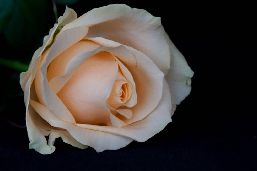 无人,横图,特写,澳大利亚,黑色背景,花瓣,自然,摄影,脆弱,清新,柔和,南澳大利亚,彩图,影棚拍摄