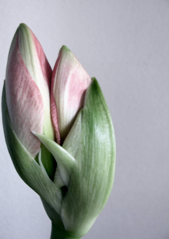 无人,竖图,特写,瑞士,灰色背景,茎,花蕾,花,两个,摄影,孤挺花,脆弱,清新,洛桑,开端,彩图,影棚拍摄