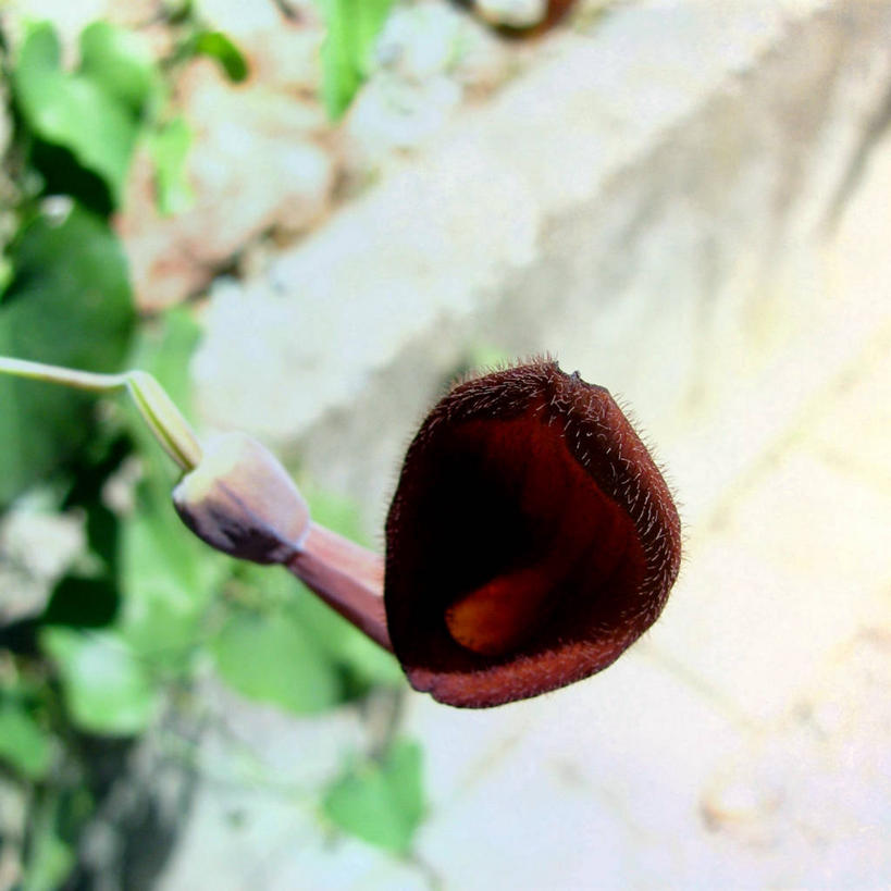 无人,方图,室外,特写,白天,美景,瑞士,昆虫,景观,自然,动物,景色,摄影,接,脆弱,清新,自然风光,益虫,洛桑,彩图