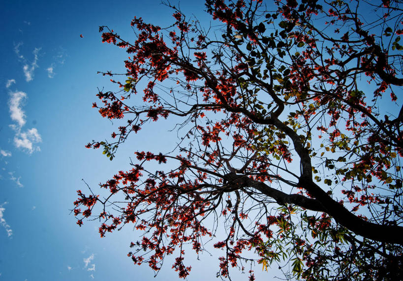 无人,横图,室外,白天,叶子,孟加拉国,亚洲,云,枝,注视,花,树,天空,自然,观察,看,摄影,观看,宁静,察看,关注,清新,南亚,孟加拉人民共和国,彩图,达卡区