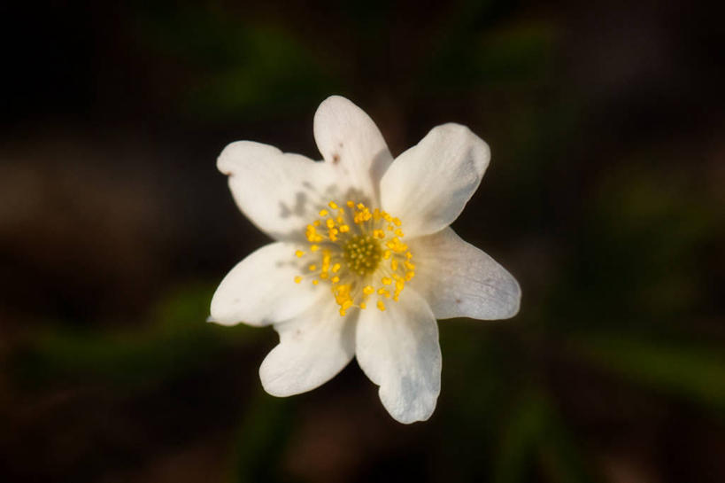 无人,横图,室外,特写,瑞士,盛开,花蕾,花,花瓣,花朵,鲜花,一朵,白色,自然,花苞,花蕊,摄影,生长,园林,脆弱,清新,苏黎士,彩图