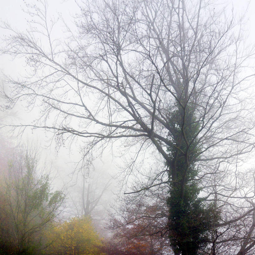 无人,方图,室外,仰视,森林,雾,西班牙,树,天空,自然,摄影,改变,纳瓦拉,秋天,彩图,低角度拍摄