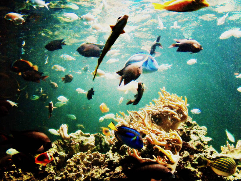 游泳,无人,横图,水下,热带鱼,英国,一群,许多,透明,首都,很多,鱼类,水族馆,自然,摄影,多样,热带气候,水生植物,彩图