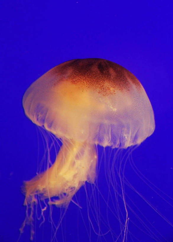 游泳,无人,竖图,特写,白天,水下,水,美国,鱼类,蓝色,动物,摄影,水母,彩图