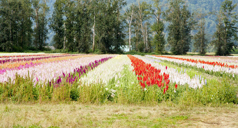 无人,横图,室外,白天,加拿大,田地,花,树,自然,摄影,生长,清新,大不列颠哥伦比亚,彩图