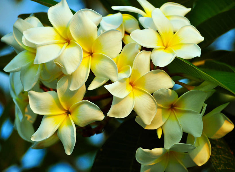 无人,横图,室外,特写,叶子,日光,曼谷,泰国,首都,赤素馨花,花,花瓣,树,黄昏,摄影,生长,脆弱,清新,彩图