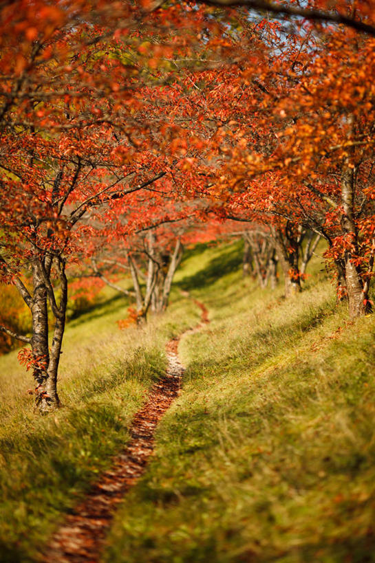 无人,竖图,室外,白天,美景,叶子,瑞士,景观,首都,伯尔尼,草,树,自然,景色,摄影,宁静,自然风光,改变,秋天,彩图,单行道