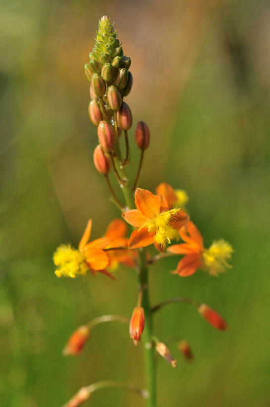 无人,竖图,室外,特写,白天,印度尼西亚,茎,首都,花蕾,花,花瓣,黄色,自然,橙色,摄影,生长,脆弱,清新,雅加达,西爪哇,彩图