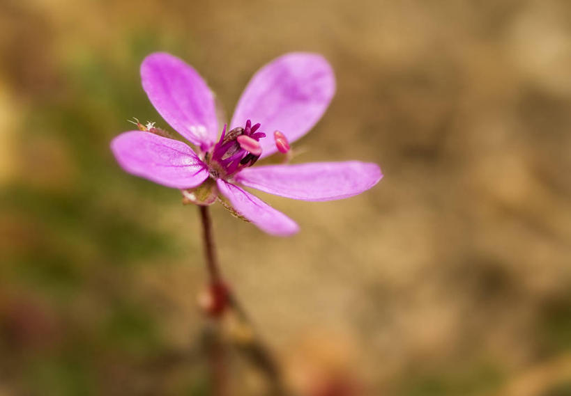 无人,横图,室外,特写,白天,西班牙,盛开,花蕾,花,花瓣,花朵,鲜花,一朵,紫色,花苞,花蕊,摄影,生长,脆弱,清新,花粉,彩图