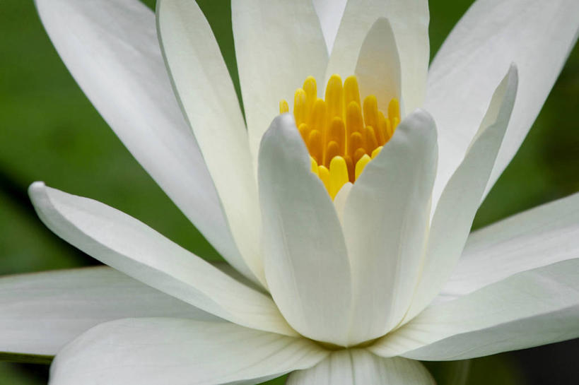 无人,横图,室外,特写,白天,巴西,盛开,池塘,花蕾,花,花瓣,花朵,鲜花,一朵,黄色,花苞,花蕊,摄影,生长,脆弱,清新,里约热内卢,花粉,彩图,白睡莲