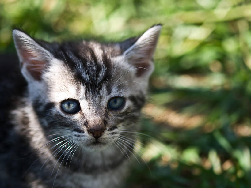 无人,横图,室外,白天,宠物,猫,美国,小猫,动物,家畜,摄影,部分,肖像,俄亥俄州,悲哀,彩图