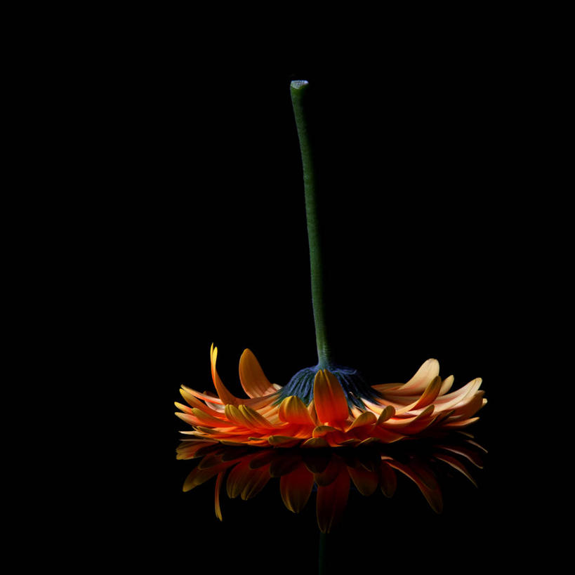 无人,方图,加拿大,黑色背景,盛开,反射,非洲雏菊,花蕾,花,花瓣,花朵,鲜花,一朵,自然,花苞,花蕊,摄影,颠倒,脆弱,伯灵顿,彩图,影棚拍摄