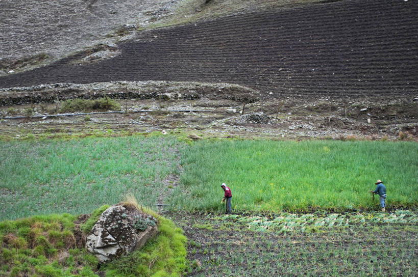 成年人,两个人,农民,农场,横图,俯视,室外,白天,农业,美景,委内瑞拉,工作,景观,田地,拿着,自然,景色,摄影,生长,收获,细香葱,关爱,自然风光,岩石,彩图,高角度拍摄,传统文化
