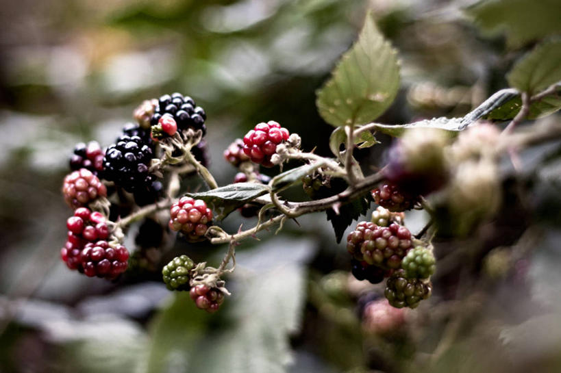 无人,横图,室外,特写,白天,树林,水果,叶子,德国,食品,枝,红色,黑色,自然,覆盆子,摄影,生长,脆弱,清新,伍珀塔尔,彩图