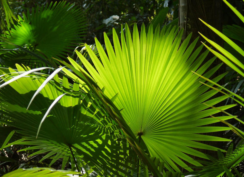 无人,横图,室外,白天,植物,棕榈树,叶子,日光,巴西,绿叶,树,树木,绿色,自然,嫩叶,南美,摄影,生长,成长,南美洲,铜,脆弱,拉丁美洲,清新,美洲,棕榈叶,巴西联邦共和国,亚美利加洲,南亚美利加洲,贝伦,帕拉,帕拉州,叶,叶片,棕树,棕榈,彩图