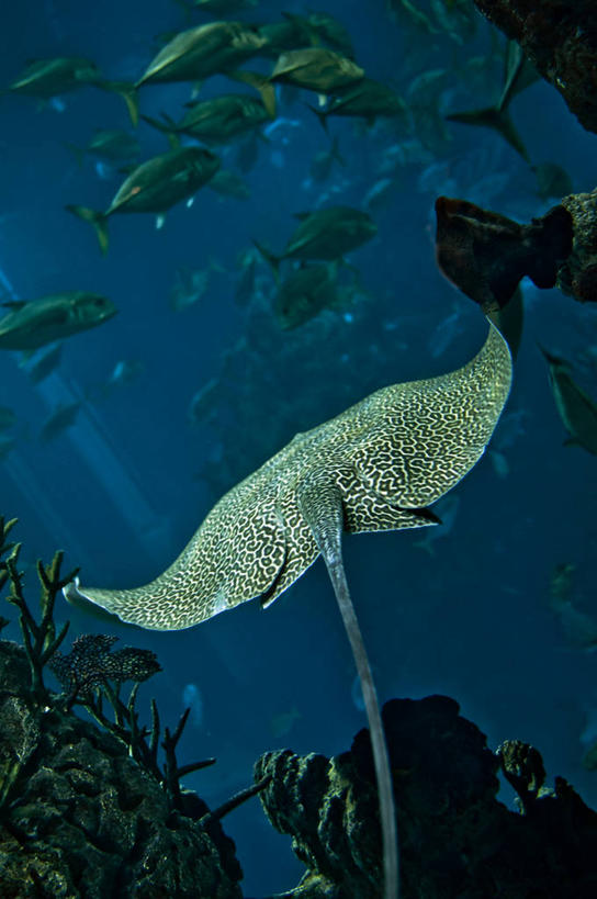 游泳,无人,竖图,特写,白天,水下,野生动物,英国,一群,许多,珊瑚,很多,鱼类,蓝色,摄影,魟,彩图