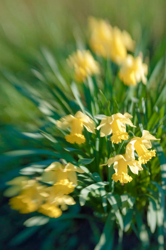 无人,竖图,室外,特写,白天,水仙花,叶子,英国,茎,花,黄色,自然,摄影,脆弱,清新,彩图