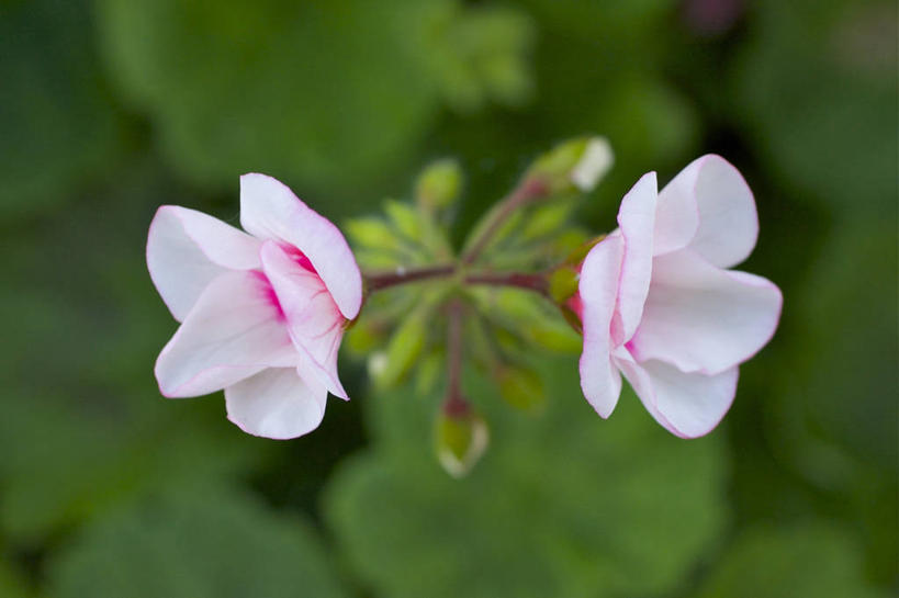 无人,横图,室外,特写,白天,英国,茎,花,花瓣,粉色,自然,摄影,生长,天竺葵,脆弱,清新,彩图
