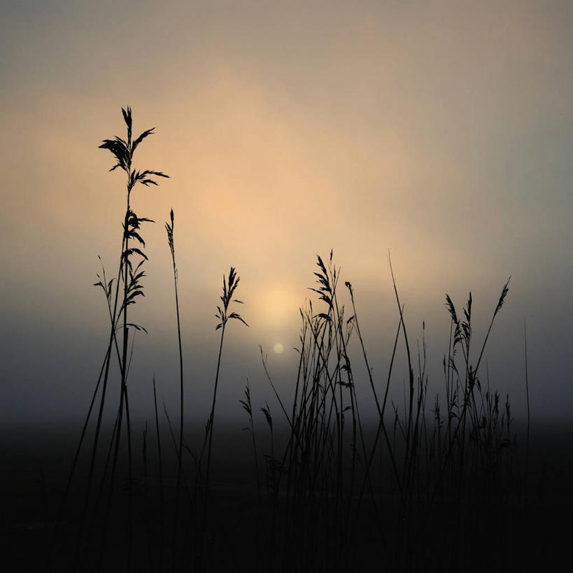 无人,方图,室外,美景,太阳,雾,芦苇,英国,景观,田地,冬天,天空,自然,黄昏,景色,寒冷,摄影,宁静,自然风光,万里无云,默西赛德郡,彩图