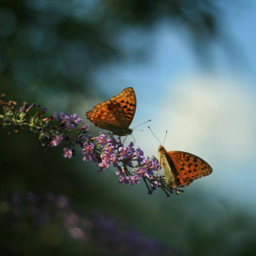 无人,方图,室外,白天,野生动物,蝴蝶,法国,花,紫色,自然,动物,两只,橙色,摄影,脆弱,清新,贝尔福,彩图
