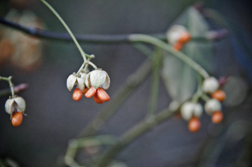 无人,横图,室外,白天,浆果,水果,加拿大,饮食,树,自然,摄影,生长,脆弱,清新,多伦多,彩图