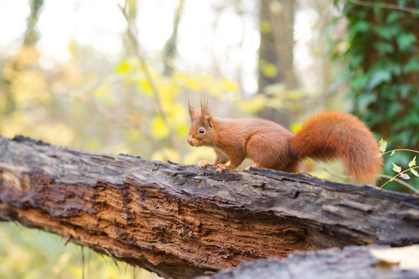 无人,横图,室外,白天,野生动物,法国,树,树干,松鼠,摄影,彩图