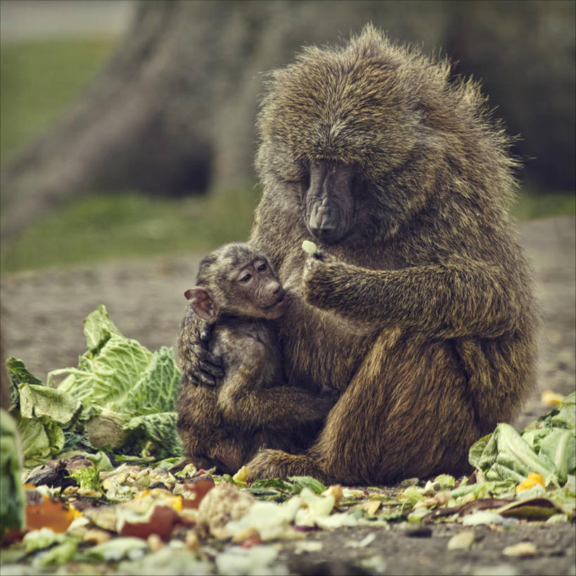 无人,吃,方图,室外,白天,野生动物,蔬菜,英国,连接,狒狒,哺乳,拿着,动物,两只,摄影,彩图
