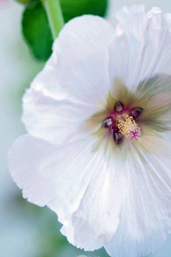 无人,竖图,室外,特写,白天,美景,意大利,景观,花瓣,白色,自然,夏天,景色,摄影,脆弱,雄蕊,清新,自然风光,蜀葵,彩图