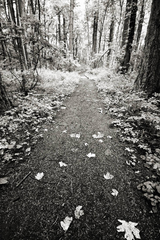 无人,竖图,黑白,室外,白天,森林,叶子,美国,树,风景,自然,摄影,肮脏,宁静,俄勒冈州,邋遢,斯普林菲尔德,龌龊,污秽,单行道