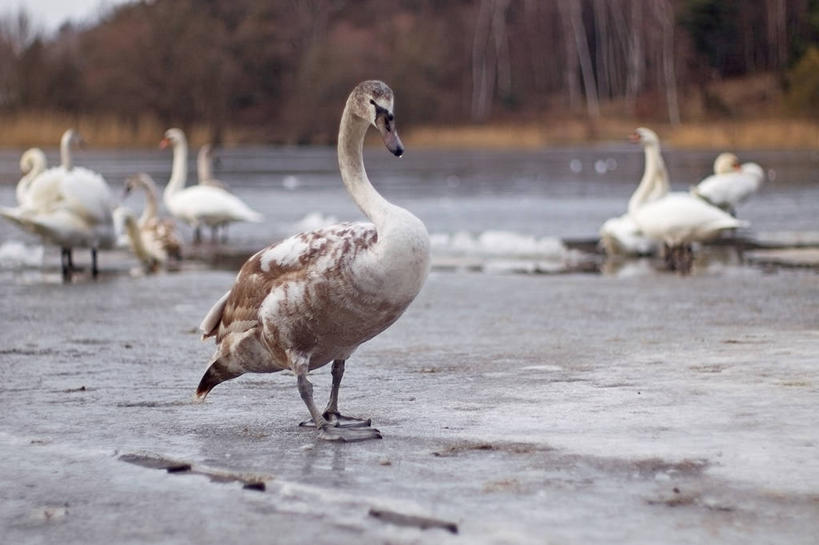 无人,横图,室外,白天,水,野生动物,天鹅,德国,鸟类,冰,首都,柏林,摄影,栖息,彩图