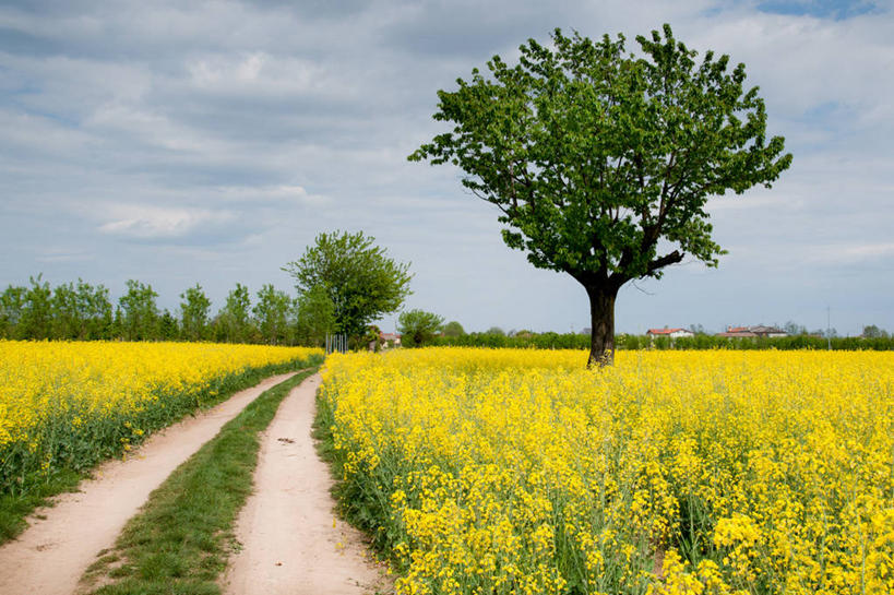 无人,横图,室外,白天,农业,农作物,美景,意大利,景观,田地,云,花,树,风景,天空,自然,春天,油菜花,景色,摄影,生长,宁静,自然风光,彩图