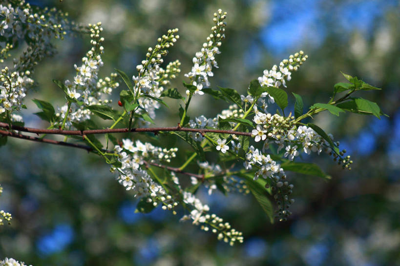 横图,瑞典,摄影