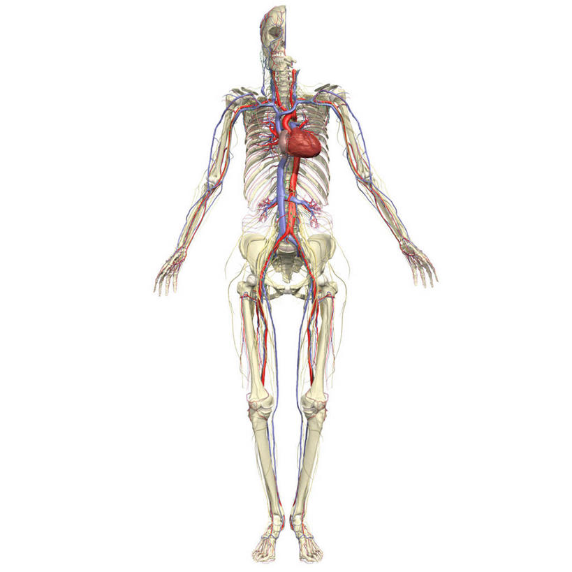 心脏,动脉,骨骼,血管,无人,方图,插画,白色背景,数码,科技,阴影,网络,骨头,高光,几何,计算机图形,合成,图画,画,电脑合成图,数码合成图,骨架,心血管系统,合成图,漫画,写实,具体,具象,主动脉,腔静脉,人体结构,心,彩图