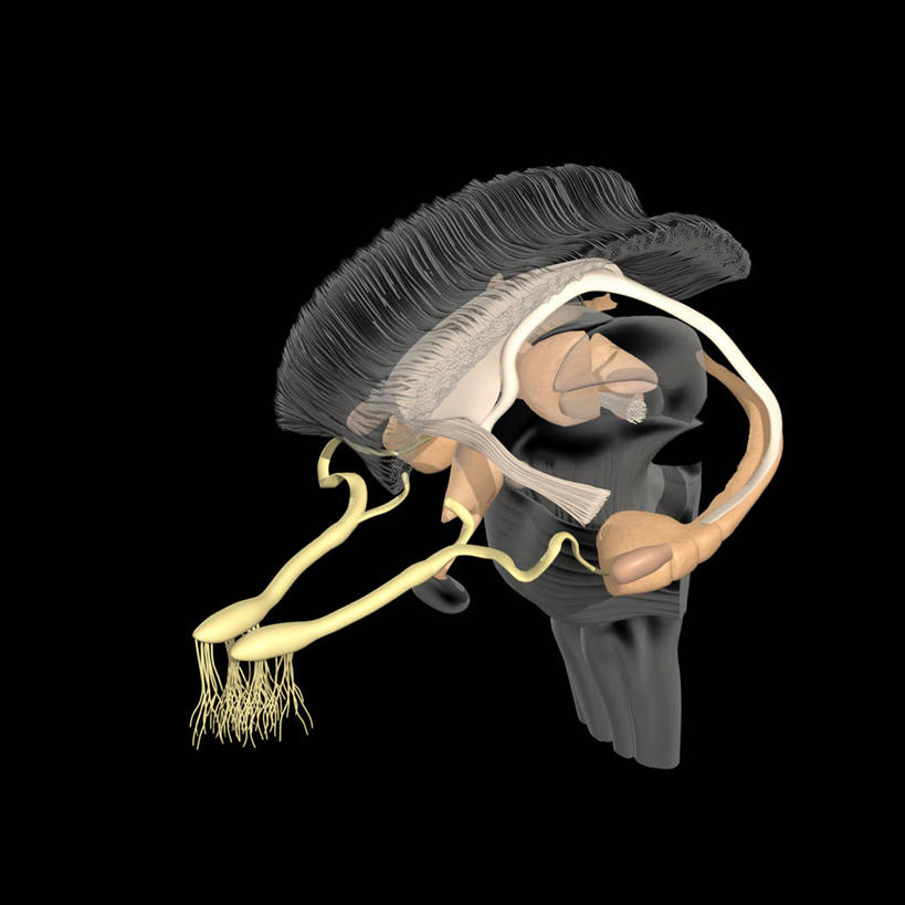 无人,方图,插画,数码,科技,杏仁,阴影,黑色背景,网络,坚果,果实,高光,几何,计算机图形,合成,图画,画,干果,电脑合成图,数码合成图,合成图,漫画,写实,具体,具象,穹窿,人体结构,杏子,杏梅仁,杏核仁,木落子,苦杏仁,彩图,海马体,大脑边缘系统