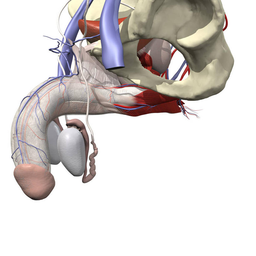 膀胱,阴茎,睾丸,无人,方图,插画,白色背景,数码,科技,阴影,网络,标志,符号,高光,几何,计算机图形,合成,图画,标识,画,精子,电脑合成图,数码合成图,合成图,漫画,写实,具体,具象,附睾,性别符号,精囊,人体结构,彩图,男性符号,男性生殖系统,生殖器官