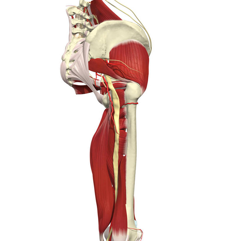动脉,肌肉,健壮,无人,方图,插画,白色背景,数码,科技,大腿,阴影,网络,高光,几何,计算机图形,合成,图画,画,健康,活力,力量,青春,臀,电脑合成图,数码合成图,强壮,合成图,漫画,写实,具体,具象,坐骨神经,人体结构,彩图,神经系统