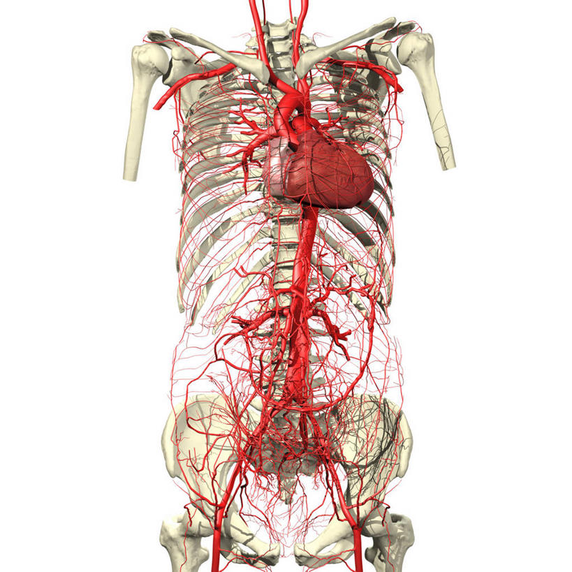 心脏,动脉,无人,方图,插画,白色背景,数码,科技,阴影,网络,拱门,高光,几何,计算机图形,合成,图画,画,躯干,电脑合成图,数码合成图,合成图,漫画,写实,具体,具象,腹主动脉,升主动脉,人体结构,心,彩图