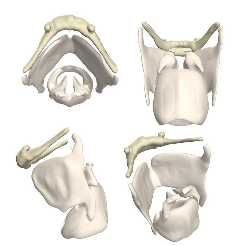 无人,方图,插画,白色背景,数码,科技,阴影,网络,高光,几何,计算机图形,合成,图画,画,四个,转,电脑合成图,数码合成图,合成图,漫画,写实,具体,具象,喉,甲状腺,舌骨,人体结构,彩图