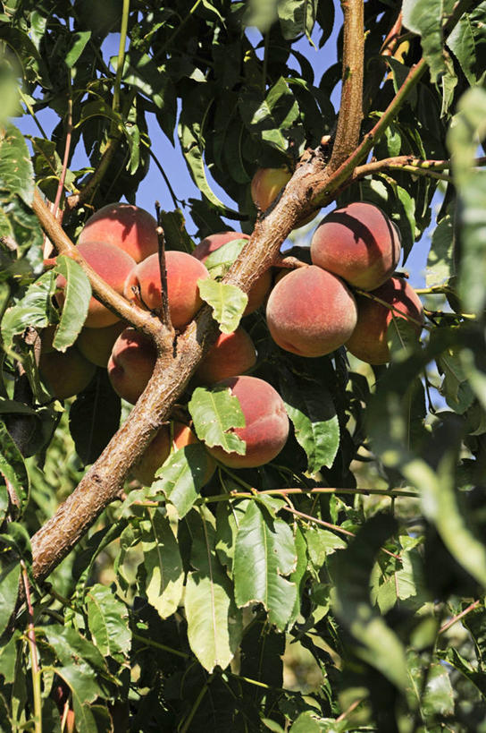 无人,竖图,室外,特写,白天,仰视,农业,水果,叶子,日光,美国,生食,枝,桃树,桃,摄影,部分,清新,健康食物,彩图,低角度拍摄