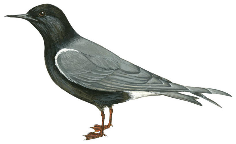 无人,横图,插画,特写,白色背景,侧面,数码,科技,野生动物,羽毛,阴影,网络,鸟类,尾巴,高光,几何,计算机图形,合成,图画,画,黑色,灰色,电脑合成图,数码合成图,合成图,漫画,喙,写实,具体,具象,彩图,动物学,黑燕鸥