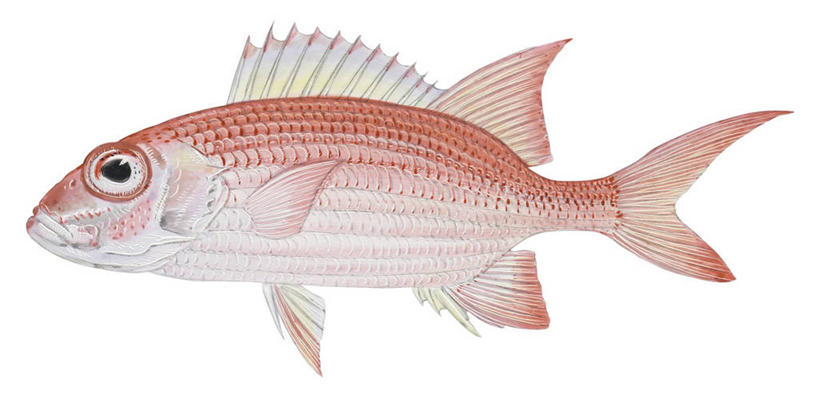 无人,横图,全景,插画,白色背景,侧面,数码,科技,野生动物,阴影,网络,高光,几何,计算机图形,合成,图画,画,粉色,自然,电脑合成图,数码合成图,合成图,漫画,写实,具体,具象,彩图