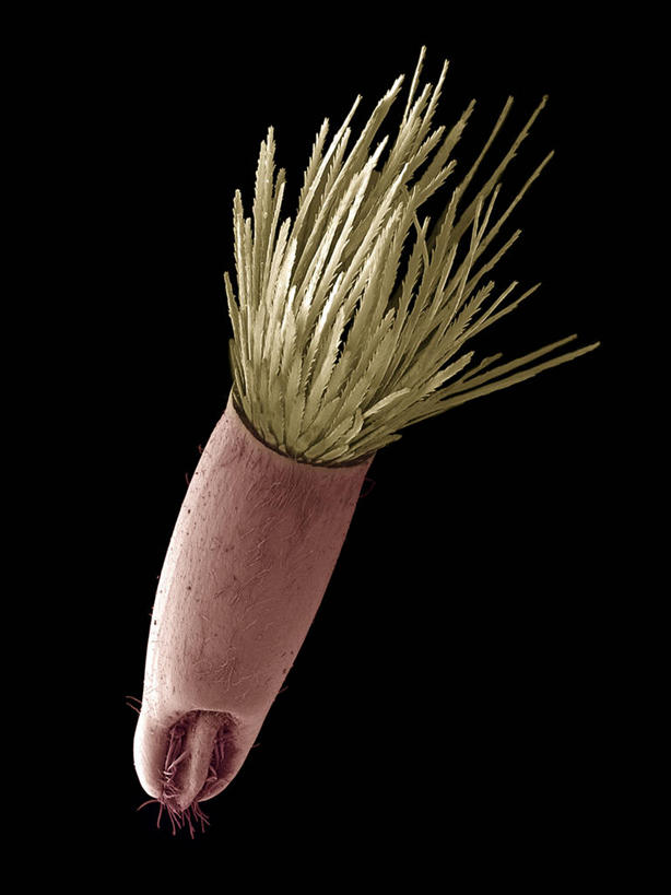 无人,竖图,俯视,室内,特写,白天,爱情,仪器,黑色背景,检查,反射,分析,科学,显微镜,种子,粉色,黄色,观察,菊花,清晰,探索,放大,观看,仔细,吉祥,透镜,凸透镜,聚焦,关注,翠菊,高洁,光学,清楚,长寿,怀恋,清净,真情,寿客,秋菊,显微图片,江西腊,蓝菊,彩图,高角度拍摄,扫描电镜,扫描电子显微镜