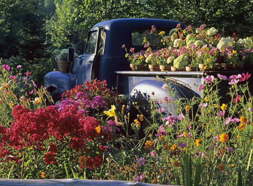 司机,室外,爱情,生锈,人造模特,野花,浪漫,花,树,粉色,黄色,红色,蓝色,绿色,紫色,白色,香草,夏天,薰衣草,橙色,古董,腐蚀,侵蚀,创造力,粘土,迷人,着色,呼吸,灵香草,黄香草,奇迹,腐化,锈迹斑斑,仕女图