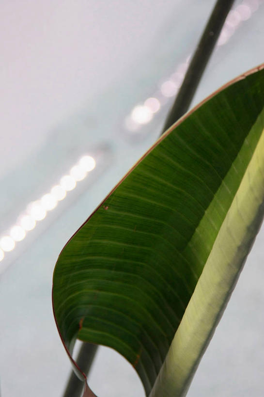 无人,竖图,室内,西班牙,欧洲,绿色,棕榈叶