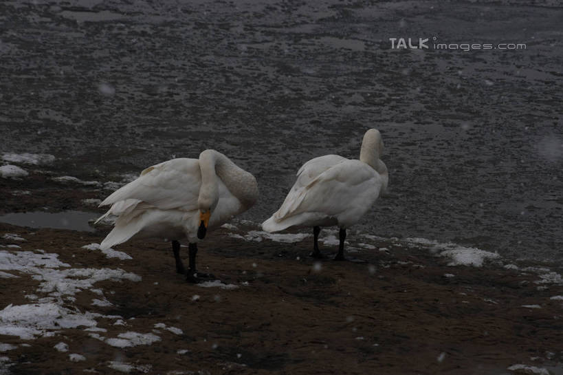 无人,站,横图,俯视,室外,白天,湖,湖泊,美景,水,雪,大雪,鸟,野生动物,天鹅,阴影,波纹,光线,鸟类,影子,湖面,积雪,景观,水流,水面,雪景,冬季,冬天,涟漪,注视,白色,水纹,阳光,自然,动物,波浪,湖水,低头,观察,看,站着,两只,休闲,景色,放松,寒冷,可爱,观看,波光粼粼,察看,阴暗,关注,水晕,严寒,鹄,站立,彩图,高角度拍摄,全身,bjzqp1