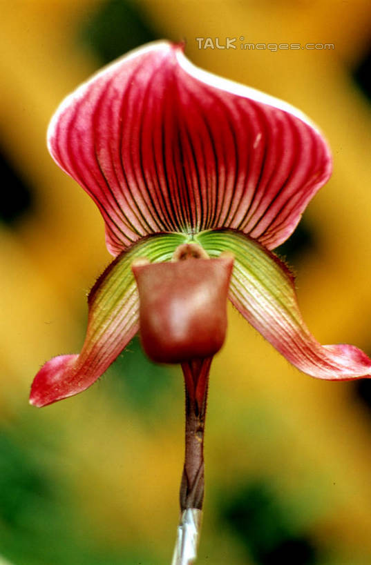 无人,横图,室外,特写,白天,正面,美景,朦胧,模糊,盛开,景观,花蕾,花,花瓣,花朵,鲜花,一朵,红色,自然,花苞,花蕊,景色,高雅,自然风光,淡泊,花中君子,兰花,彩图,shcm1