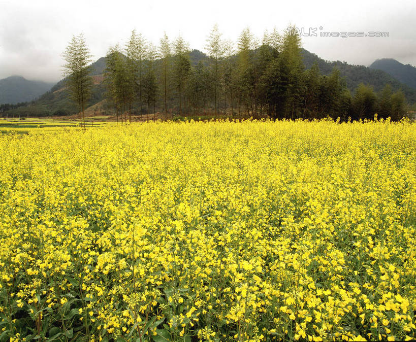 无人,农田,横图,室外,白天,正面,旅游,度假,庄稼,农作物,花海,花圃,美景,山,山脉,植物,叶子,中国,亚洲,盛开,景观,山峰,乌云,云,阴天,云朵,山峦,花蕾,云彩,娱乐,临安,浙江,花,花瓣,花朵,花卉,鲜花,树,树木,浙江省,黄色,绿色,天空,自然,花丛,花束,花田,群山,天,花苞,花蕊,油菜花,享受,休闲,景色,放松,生长,成长,昏暗,阴沉,自然风光,东亚,中华人民共和国,华东地区,浙,彩图,耕地,庄稼田,油菜花田,临安市,龙岗镇,芸苔,芸薹,shcm1